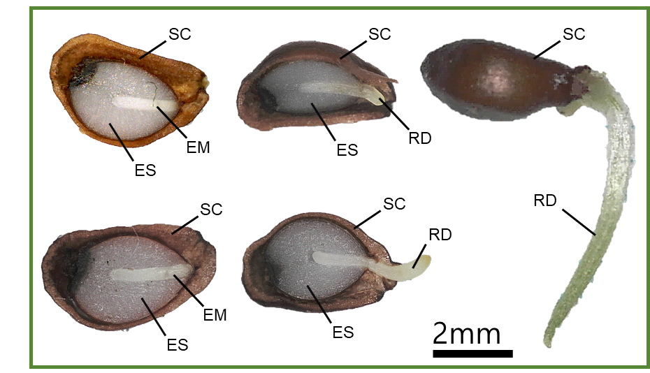 Embryo growth and radicle emergence in seeds of I. setosa
