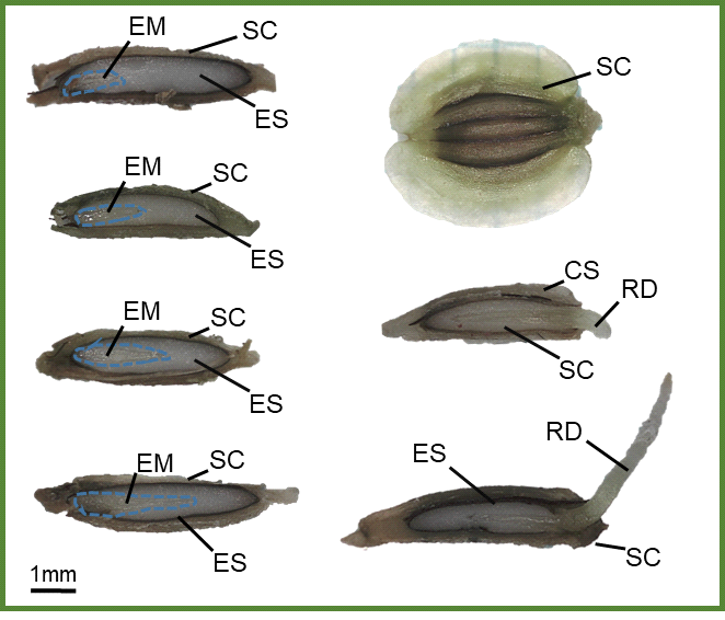 Embryo growth and radicle emergence in seeds of A. dahurica