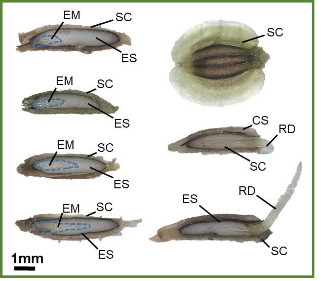 Embryo growth and radicle emergence in seeds of A. dahurica Scale bar are 1mm. (SC = seed coat, EM = embryo, ES = endosperm, RD = radicle)