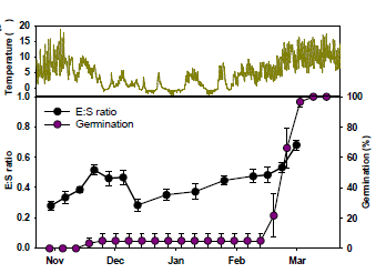Phenology of embryo growth and germination in seeds of A. dahurica in field. E:S ratio vertical bars represent means ± SE of ten replicates