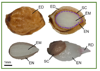 Radicle emergence in seeds of Prunus maackii Scale bar are 1mm. (SC = seed coat, ED = endocarp, EM = embryo, EN = endosperm, RD = radicle)
