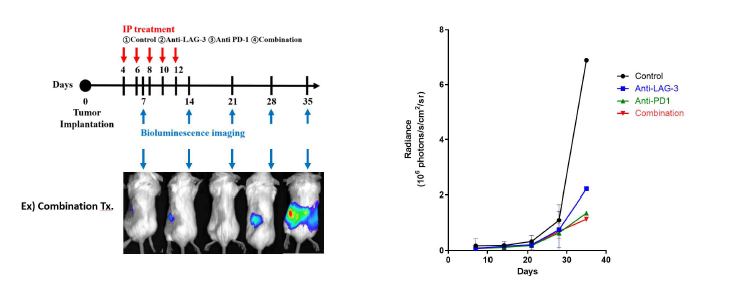 Renca cell line을 이용한 reporter gene transfected (luciferase expression) cell line을 이용한 신장암 동소 이식 마우스 모델에서 면역치료 시행시 Bioluminescence imaging