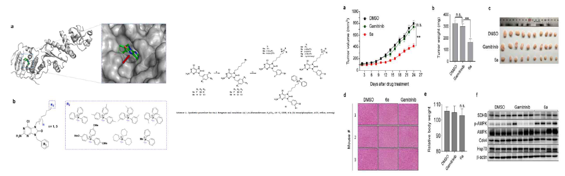 미토콘드리아 TRAP1 NTD 저해제에 DLC를 연결 항암 활성을 높임. (Bioorganic Chemistry 2022)