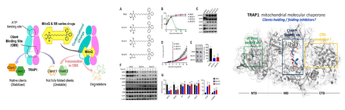 TRAP1의 clients binding site는 중요한 약물타겟임. (J. Am. Chem. Soc 2021; J. Med. Chem. 2022)