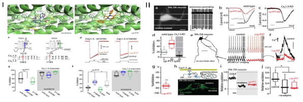 I. 상동수용체 모델을 이용한 CaV1.3 및 CaV1.2에서의 저해제 결합 모드 확인 (a,b) 및 특정 아미노산 점 돌연변이를 활용한 중요 결합 작용기전의 이해 (c,d); II. C08물질의 CaV1.3 선택적 저해 확인: CaV1.3을 knock-out 하였을때 C08을 투여하여도 current가 변하지 않는점을 이용하여 선택적 저해제임을 확인함 (a-c); C08을 처리하면 current의 70% 정도가 억제됨을 확인함 (d-f); C08은 Snc 미토콘드리아의 산화적 스트레스를 20% 수준으로 낮추는 것을 확인함 (h-j). (ACS Chem. Biol. 2020)