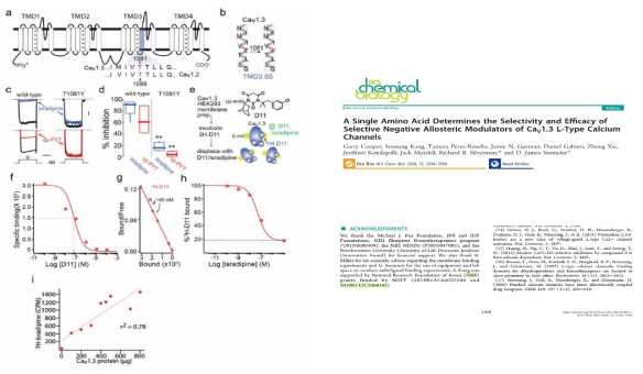 CaV1.3 저해제 작용점 확인 (ACS Chemical Biology 2020)