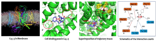 CaV1.3 멤브레인 모델 및 C08 물질과의 MD simulation 결과; Thr1802, Gln1085가 결합에 매우 중요함