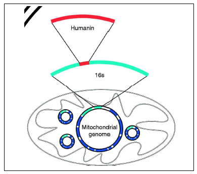 MDP humanin 유전체