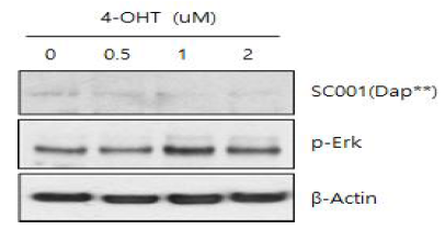 배아줄기세포에서 SC001(Dap**) 유전자 소실에 의한 ERK 활성화
