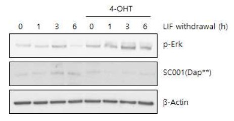 분화 유도 조건에서 SC001(Dap**) 유전자 소실에 의한 ERK 활성화