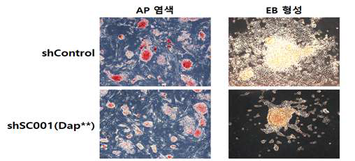 SC001(Dap**) 유전자 발현 저해에 의한 쥐 배아줄기세포의 stemness 감소