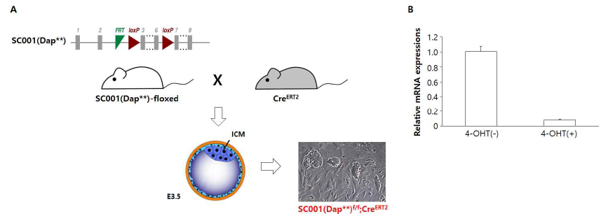 SC001(Dap**) 유전자의 소실을 유도할 수 있는 마우스 배아줄기세포주 확립