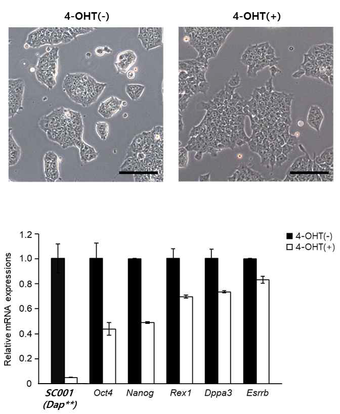 SC001(Dap**) 유전자 소실에 의한 쥐 배아줄기세포의 stemness 저해