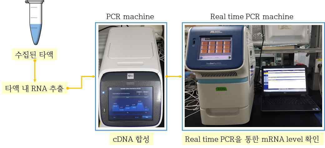 가글액 내 RNA를 이용한 rtPCR 분석 과정