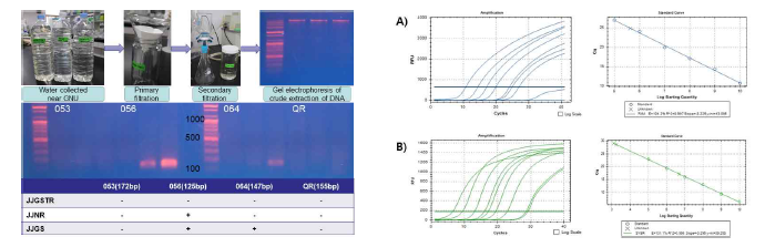 Detection of crAssphage in Nam river near GNU(left), Amplification plot and standard curve based on A) Taqman probe and B) SYBR green PCR amplification (right)