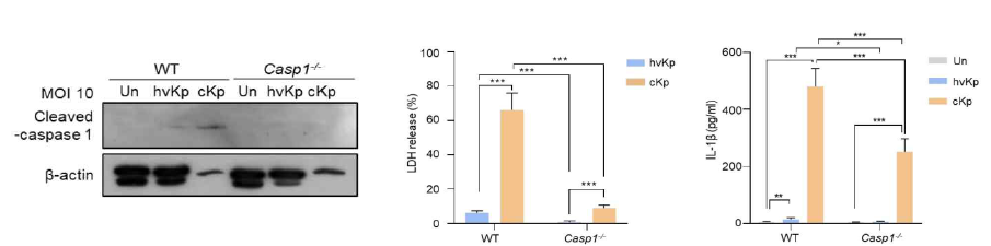 Caspase 1-/-mice와 WT의 Western blot 및 LDH 와 IL-1β 분비 확인