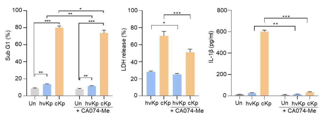catepsin B inhibitor (CA074-Me)를 활용하여 세포 사멸의 차이와 LDH와 IL-1β 분비 확인