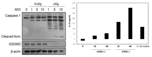 Raw 264.7 cell, Klebsiella pneumoniae 감염 이후 caspase-1,GSDMD, IL-1β 확인