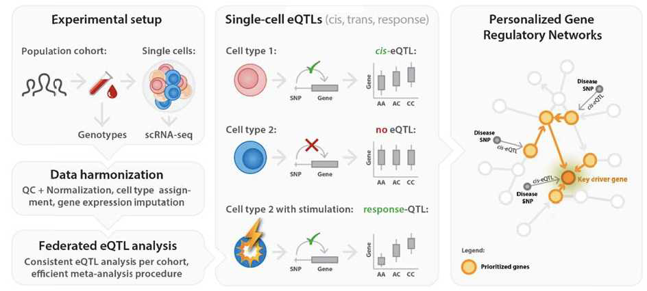 cell-type-specific eQTL 연구의 개념도11). 단일 세포 전사체 분석을 통해 다운스트림 유전자 발현 수 준(eQTL)에서 유전자 변이에 대한 영향을 확인하고 개인별 맞춤 유전자 조절 네트워크를 구성할 수 있다