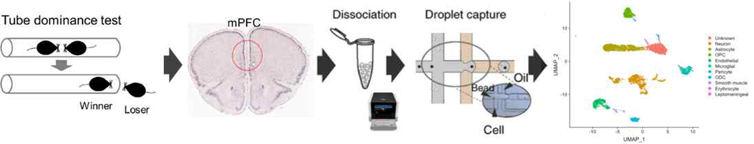 단일세포 전사체 분석을 통한 사회적 서열에 따라 차별적으로 발현되는 전전두엽 유전자 확인 연구 모식도