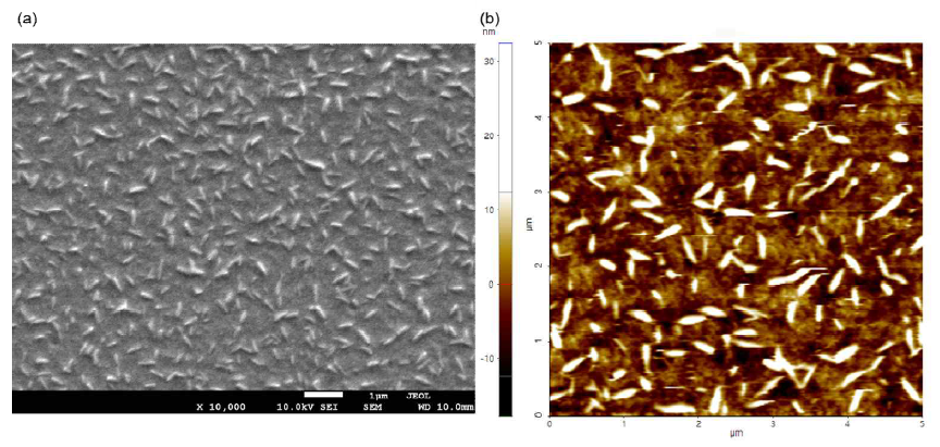 PBDB-T:ITIC-Th bulk-heterojunction 표면 (a) SEM (b )AFM