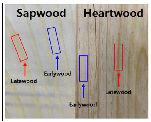 Image of earlywood and latewood from sapwood or heartwood for the maximum surface adhesion force