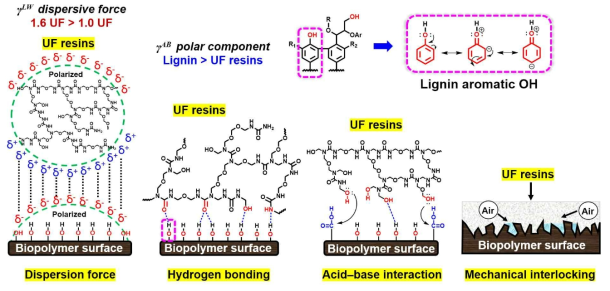 Schematic diagram of the proposed mechanism of adhesion between hemicellulose surface and UF resins.