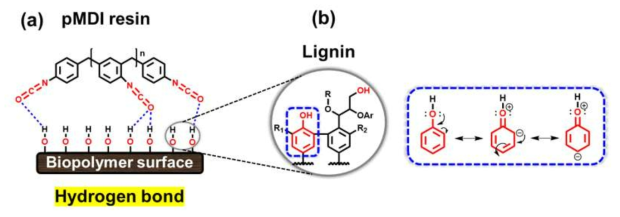 Schematic illustrating (a) the adhesion interaction between pMDI resin and wood biopolymer films and (b) how aromatic OH of lignin serves as a better hydrogen bonding donor