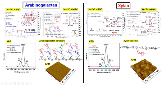 Characteristics of hemicelluloses. (a) arabinoglactan from softwood, and (b) xylan from hardwood