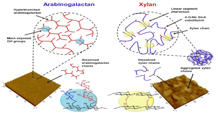 Morphology of two hmiceeliloses films. (a) arabinoglactan, and (b) xylan