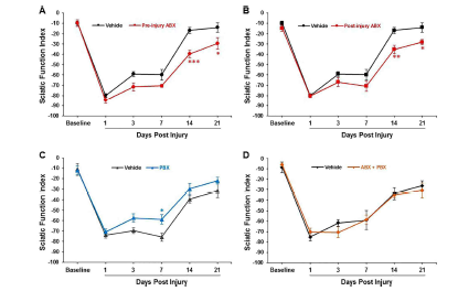Functional recovery as sciatic function index (SFI) from baseline in vehicle, re-ABX, Post-ABX, Pre-PBX, and ABX-PBX groups. ABX-induced dysbiosis impairs SFI (A, B), whereas PBX accelerates SFI recovery (C) and protects against ABX-induced SFI deterioration (D). Data are expressed as the mean ± SEM, *p < 0.05, **P < 0.01, ***P < 0.001, vehicle vs. respective Pre-ABX, Post-ABX, and Pre-PBX group, n = 5–7/group