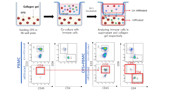 OTS 내로 침투하는 면역세포 분석법 도식화 및 유세포 분석기를 통한 면역세포 조성 확인