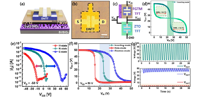 DNTT 기반의 CuO 플로팅-게이트 센서의 (a) 모식도와 (b) 광학현미경 이미지. (c) 플로팅-게이트 센서와 n형 ZTO 트랜지스터를 이용해 구현한 상보형 인버터 회로의 모식도. (d) 제작한 인버터 회로의 동작 특성과 노이즈 마진 특성. (e) 플로팅-게이트 센서의 메모리 상태에 따른 전달곡선의 변화. (f) 플로팅 게이트 센서의 저장된 정보에 따라 변화하는 인버터 회로의 출력곡선과 (g) 입력펄스(20 V ~ 30 V)에 따른 펄스 출력