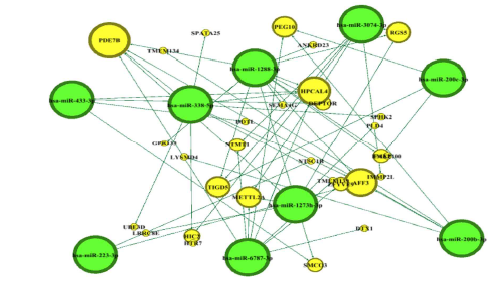 miRWalk 프로그램을 이용한 microRNA-mRNA 간의 상호작용 네트워크 분석