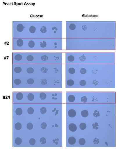 Yeast negative selection 을 통한 KRAS nanobody 선별