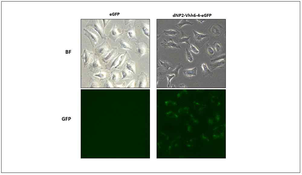 KRAS Nanobody에 Cell Penetrating peptide인 dNP2와 Fluorescent protein인 GFP를 Nanobody와 결합하여 이를 대장균에서 발현 후 HeLa Cell에 처리하여 세포 내 침투가 효과적으로 일어남을 확인함