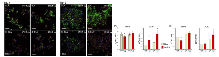 Immunochemical staining showing M1 & M2 phenotype expression (left) and ELISA results showing TNFa & IL10 cytokine production (right)