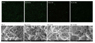 Upper: Merged CLSM images showing live/dead cells(S.mutans), Lower: FE-SEM images showing S. mutans adhesion on investigated surfaces