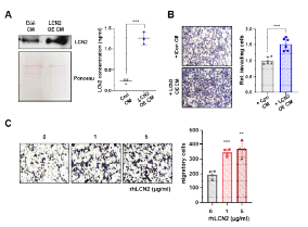 LCN2 과발현 세포주 유래의 CM의 LCN2 level 확인(A) 및 세포의 이동성에 미치는 효과 확인(B) LCN2 재조합 단백질의 세포 이동성 촉진 효과 확인(C)