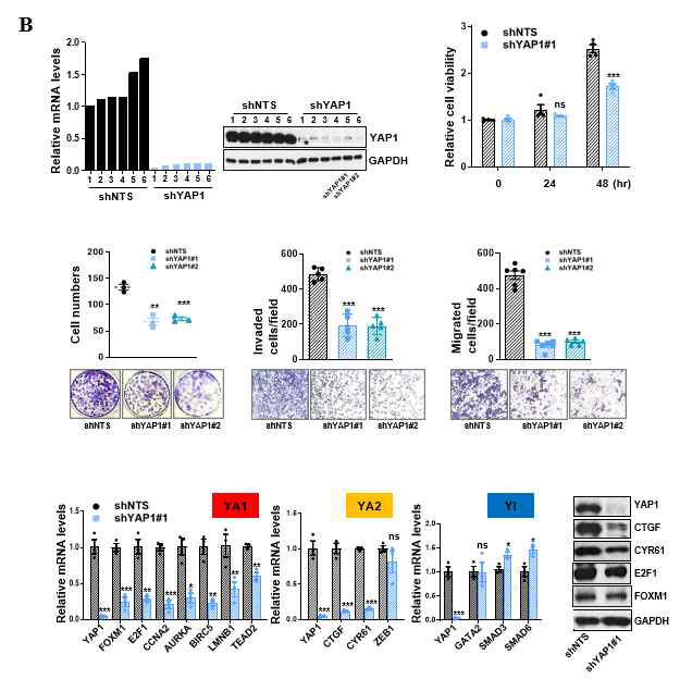 (B) In vitro 상에서 YAP1 넉다운에 대한 표현형 및 그룹별 유전자들의 발현 변화