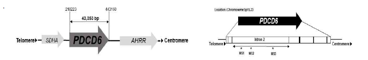 PDCD6 유전자의 구조 및 minisatellite의 유전자 내 위치