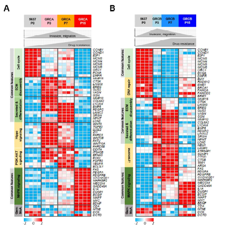 GRCA, GRCB 세포주의 유전자 발현에 따른 히트맵을 통한 특징 비교 분석