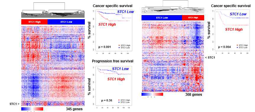 STC1 발현에 따른 생존율에 따른 다양한 코호트 분석