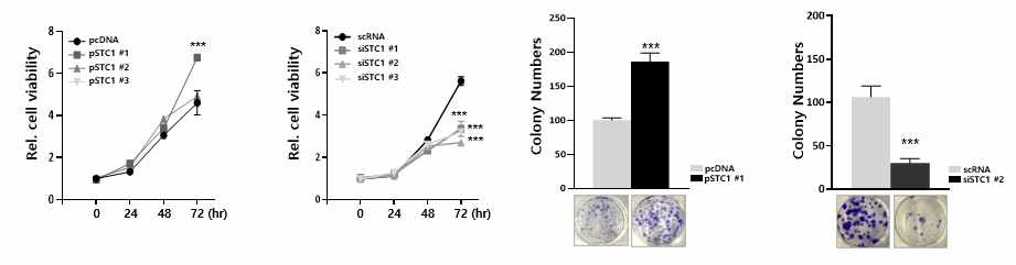 STC1 발현에 따른 세포 증식능력 및 colony formation 능력 확인