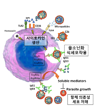 말라리아 감염 시 단핵구의 면역반응에 관한 모식도