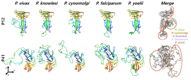 말라리아 종별 P12와 P41의 예측 구조 비교