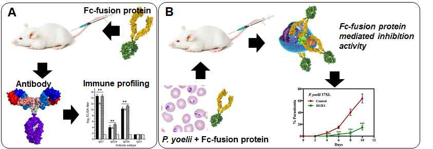 Mouse model In vivo 연구 모식도