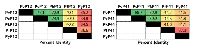 P12와 P41 항원의 말라리아 종간 유전자 유사도(%) 비교