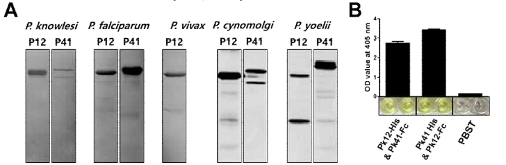 말라리아 열원충 종별 P12 및 P41 단백질의 발현 및 상호작용 검증. (A) 재조합단백질 발현 western blot 결과, (B) ELISA법을 활용한 Pk12와 Pk41의 상호작용 검증