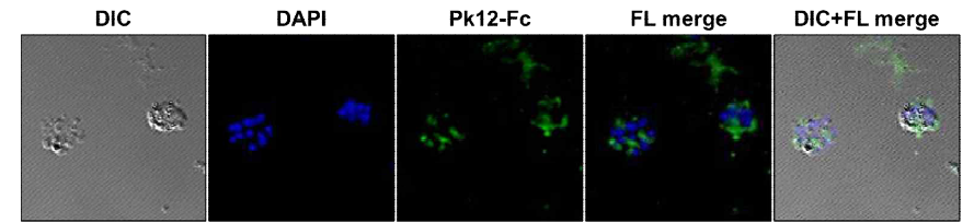 Pk12-Fc와 배양 원숭이말라리아 분열소체의 상호작용